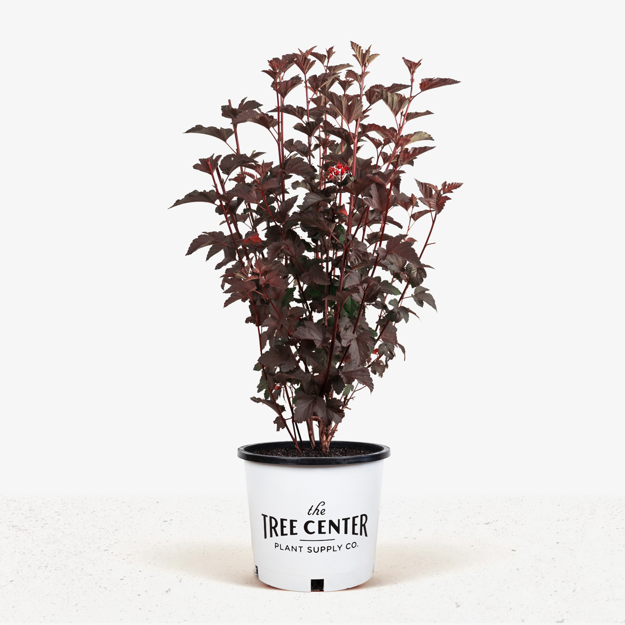 Diabolo Ninebark For Sale Online | The Tree Center