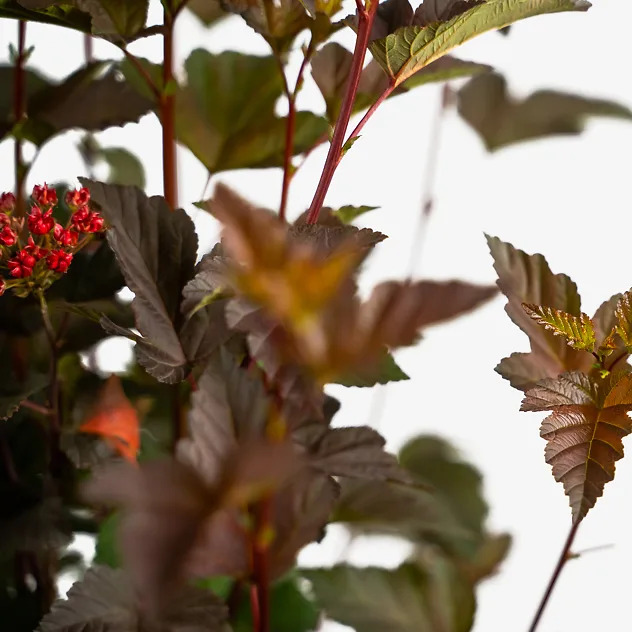 Diabolo Ninebark For Sale Online | The Tree Center