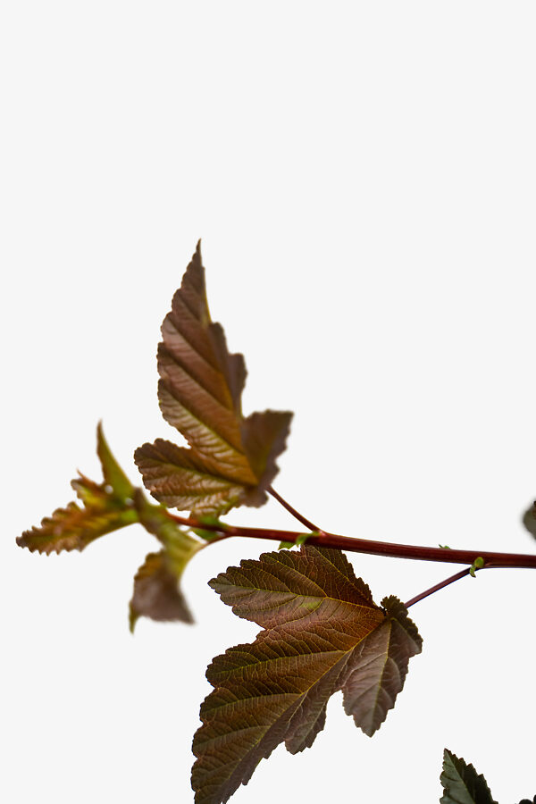 Diabolo Ninebark For Sale Online | The Tree Center