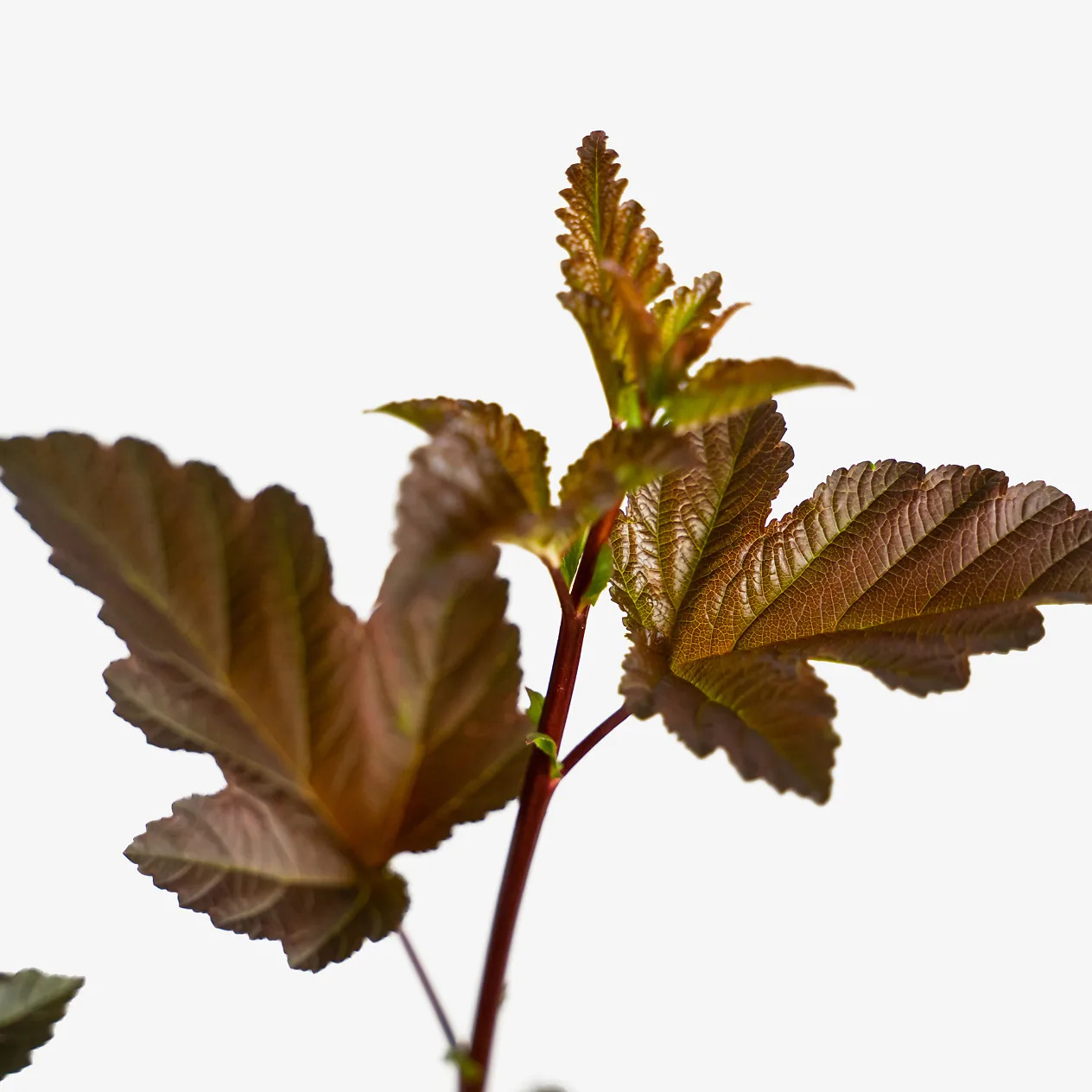 Diabolo Ninebark For Sale Online | The Tree Center