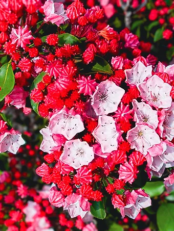 Kalmia Carol Mountain Laurel