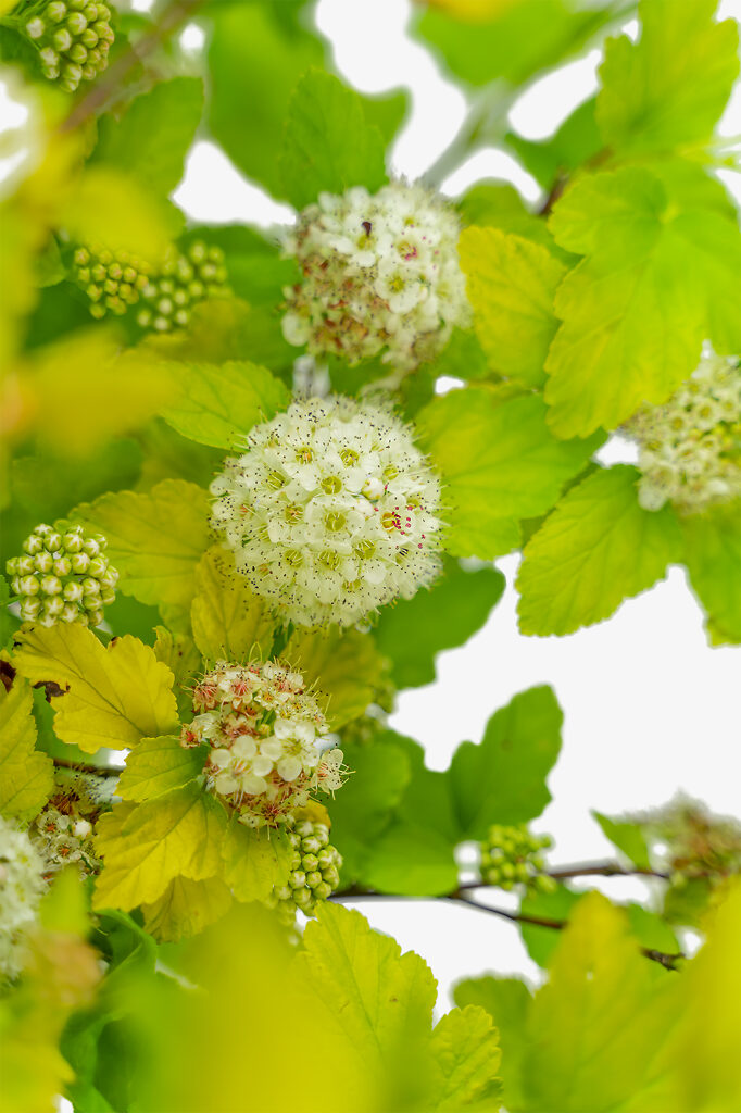 Lemon Candy Ninebark For Sale Online The Tree Center