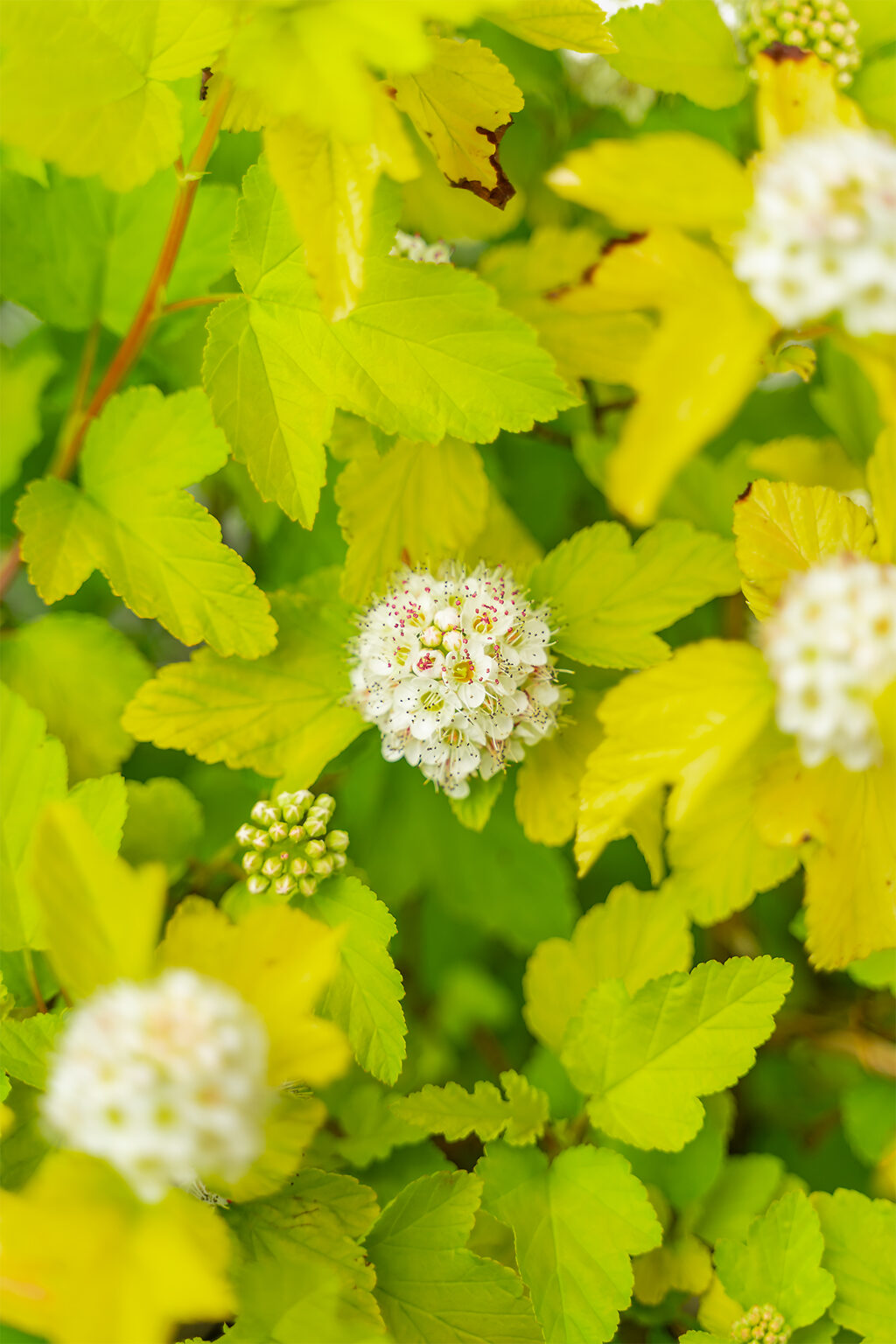 Lemon Candy Ninebark For Sale Online The Tree Center