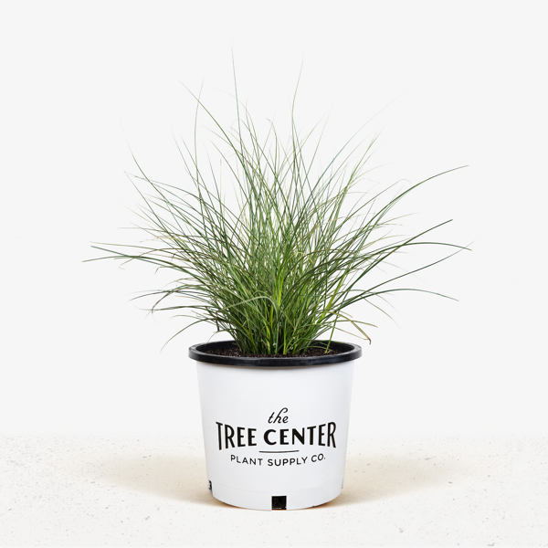 Spider Plant  The Tree Center™