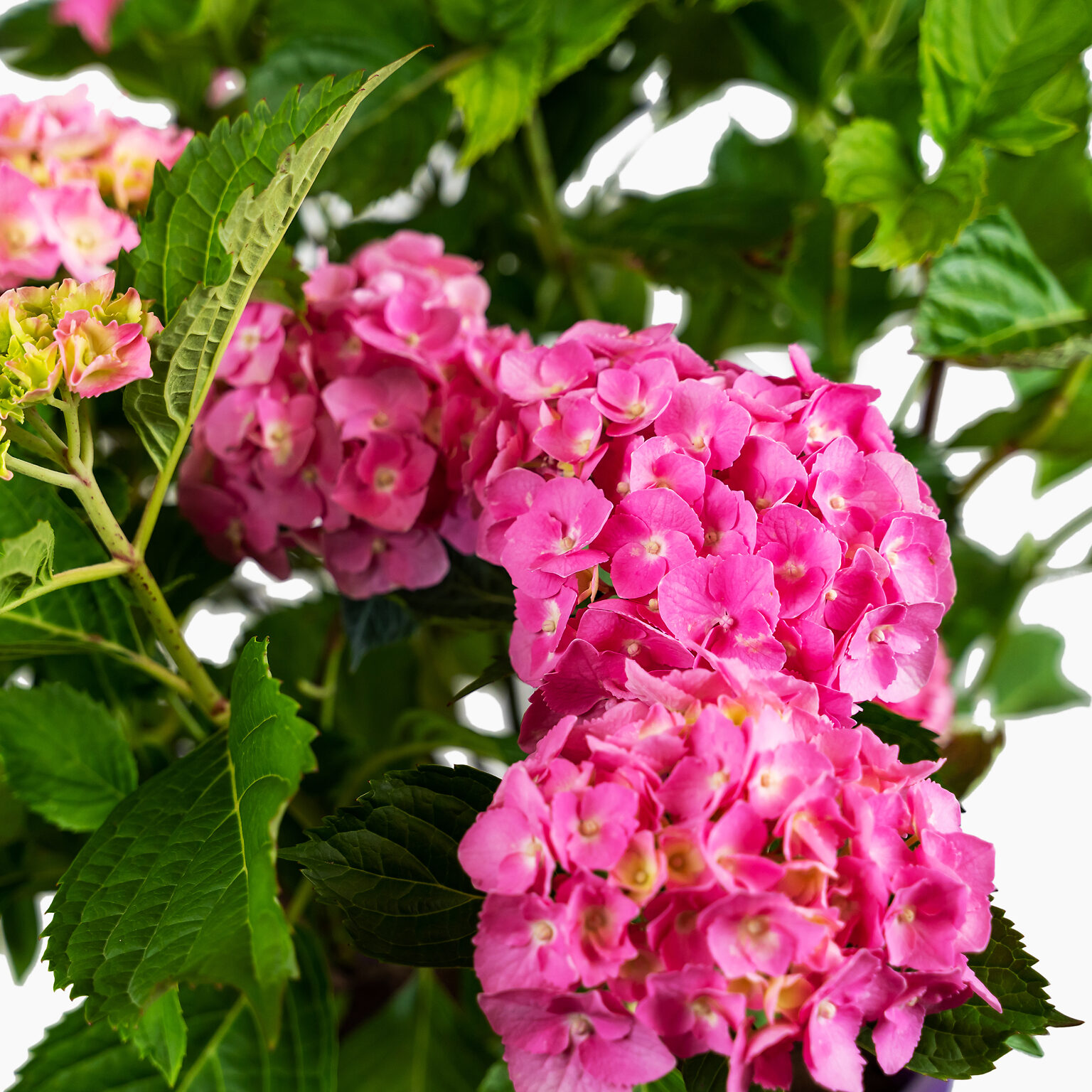 Pink Parfait Bigleaf Hydrangea For Sale Online The Tree Center