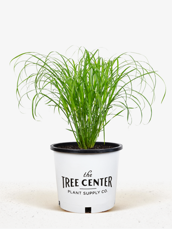 Spider Plant  The Tree Center™