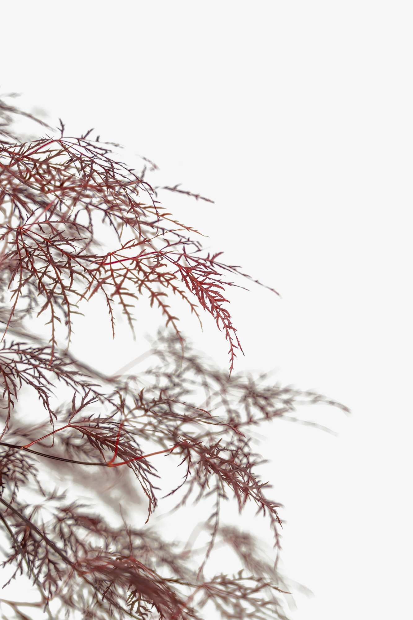 Red Filigree Lace Japanese Maples For Sale Online The Tree Center