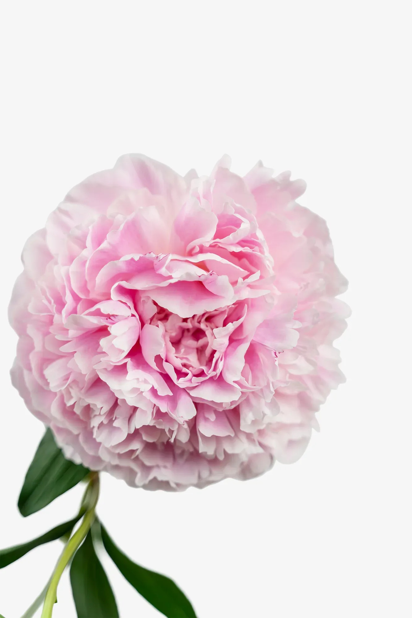 Sarah Bernhardt Peony For Sale Online The Tree Center