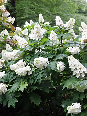 Snow Queen Oakleaf Hydrangea