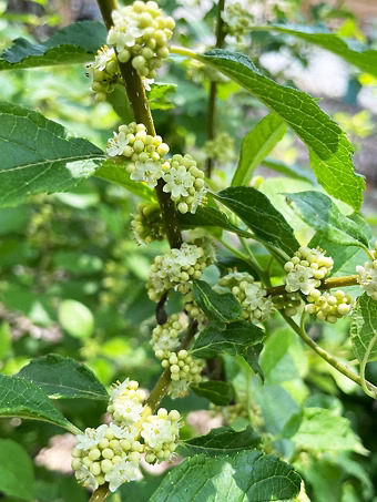 Southern Gentleman Winterberry Holly