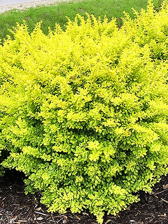 Sunjoy® Citrus Barberry