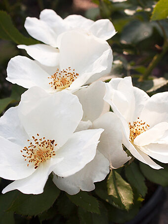 White Out Rose - Tree Form