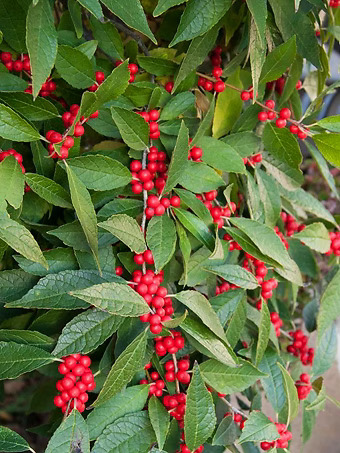 Southern Gentleman Winterberry Holly