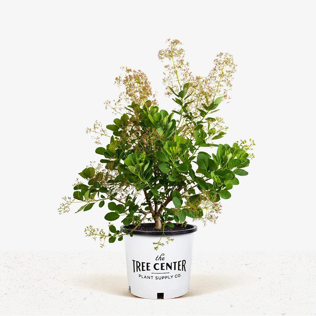 Young Lady Pink Smoketree For Sale Online | The Tree Center