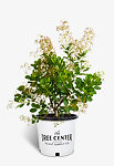Young Lady Pink Smoketree For Sale Online | The Tree Center