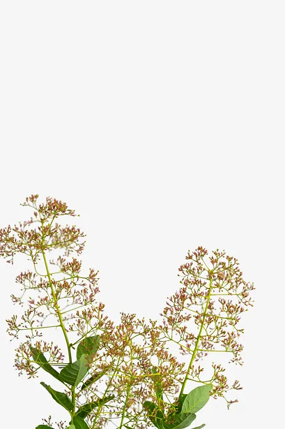 Young Lady Pink Smoketree For Sale Online | The Tree Center