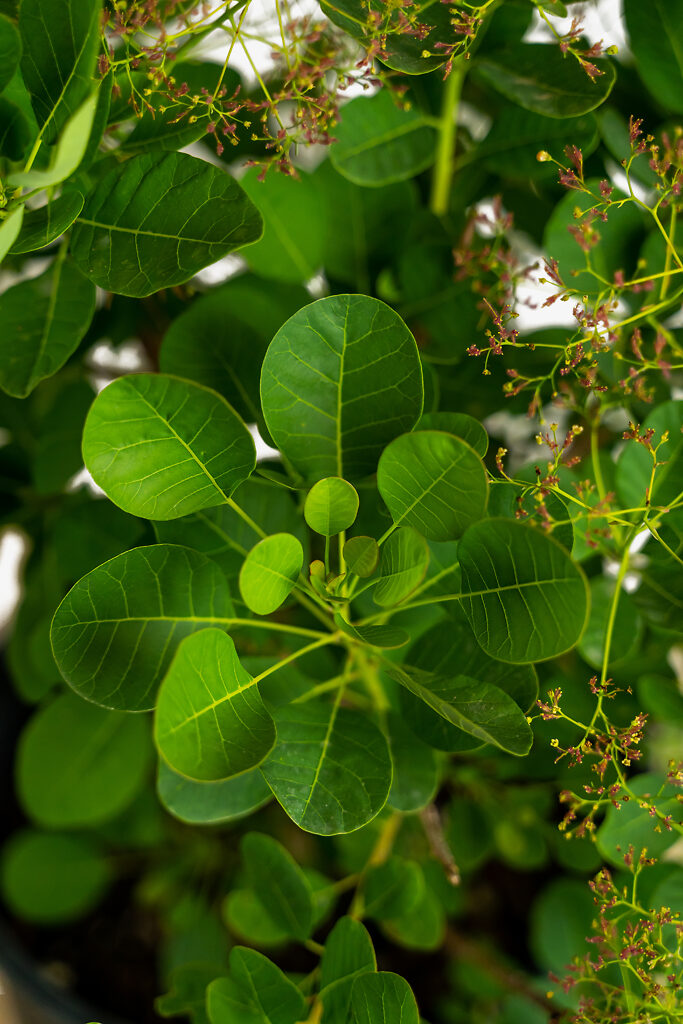 Young Lady Pink Smoketree For Sale Online | The Tree Center