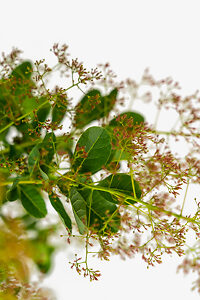 Young Lady Pink Smoketree For Sale Online | The Tree Center