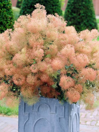 Young Lady Pink Smoke Tree