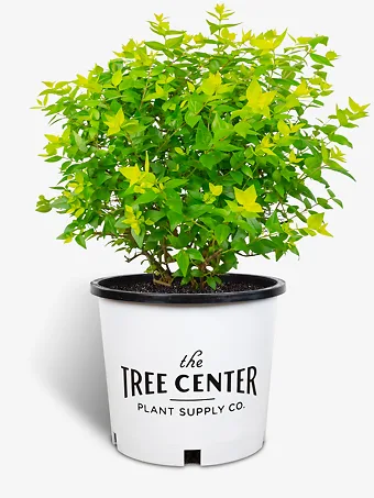 Canyon Creek Abelia