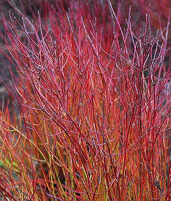 Kelsey's Dwarf Red Twig Dogwood