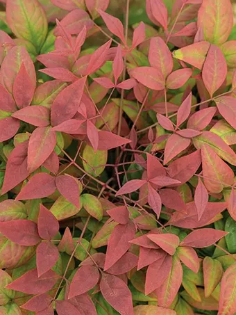 Blush Pink™ Nandina