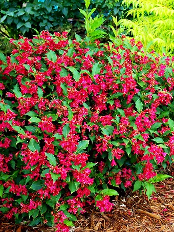 Red Prince Weigela For Sale Online | The Tree Center