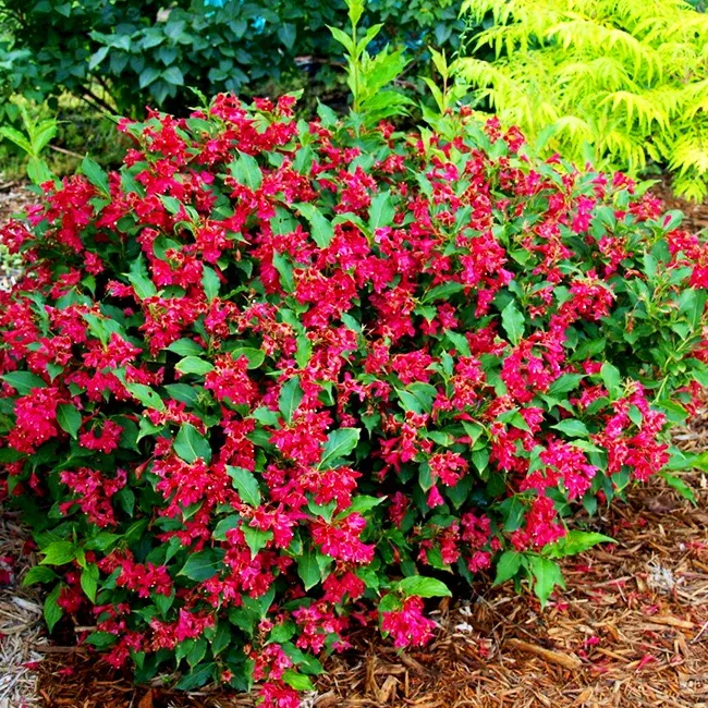 Weigela Red Prince (Weigela Prince, barva květů, často opakují, často opakují kvetení, červené barvy, červené květy) Weigela Red Prince