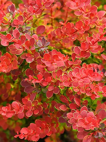 Sunjoy® Tangelo Barberry