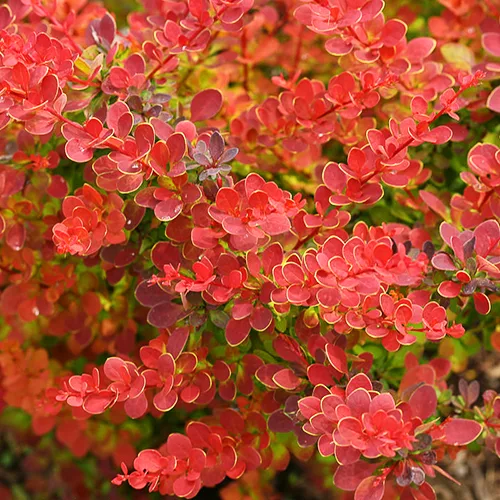 Image of Sunjoy tangelo barberry shrub red berries