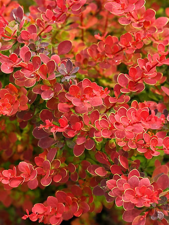 Sunjoy® Tangelo Barberry