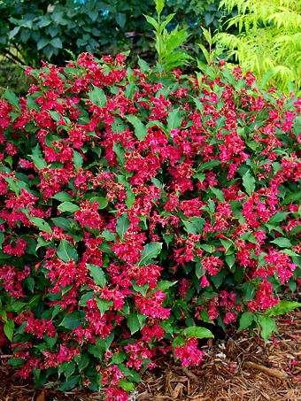 Red Prince Weigela