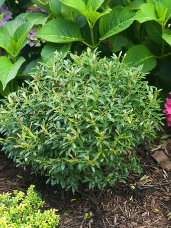 Gem Box® Inkberry Holly