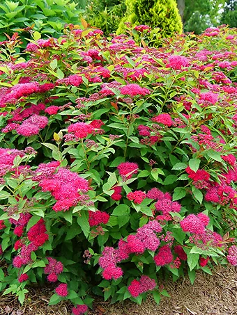 Double Play Doozie® Spirea