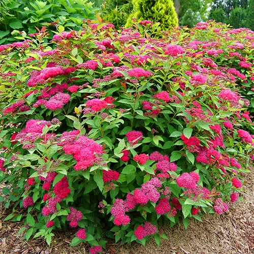 Double Play Spirea For Sale Online | The Tree Center