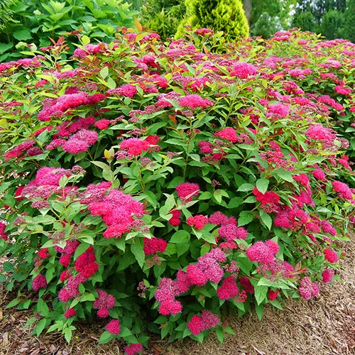 triathlete intellektuel overskridelsen Double Play Doozie® Spirea For Sale Online | The Tree Center