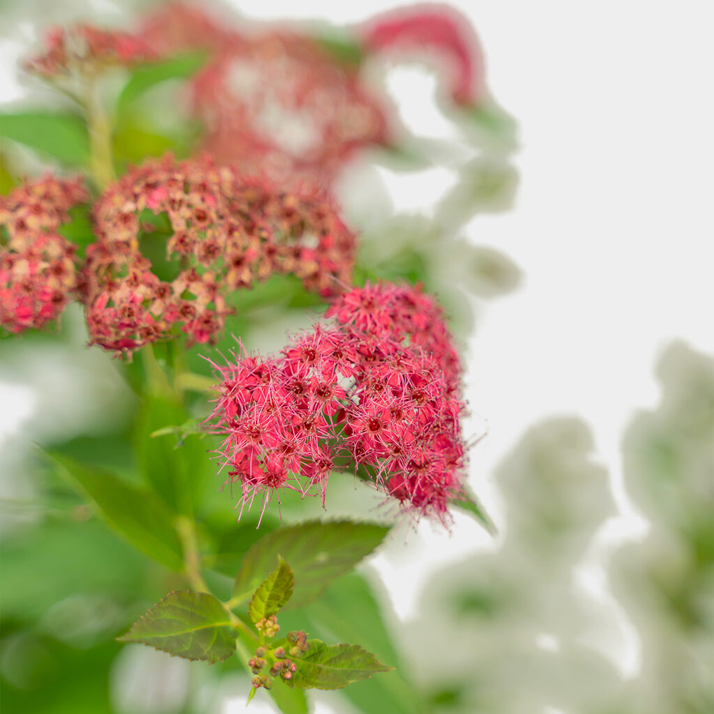 Double Play Doozie® Spirea For Sale Online | The Tree Center