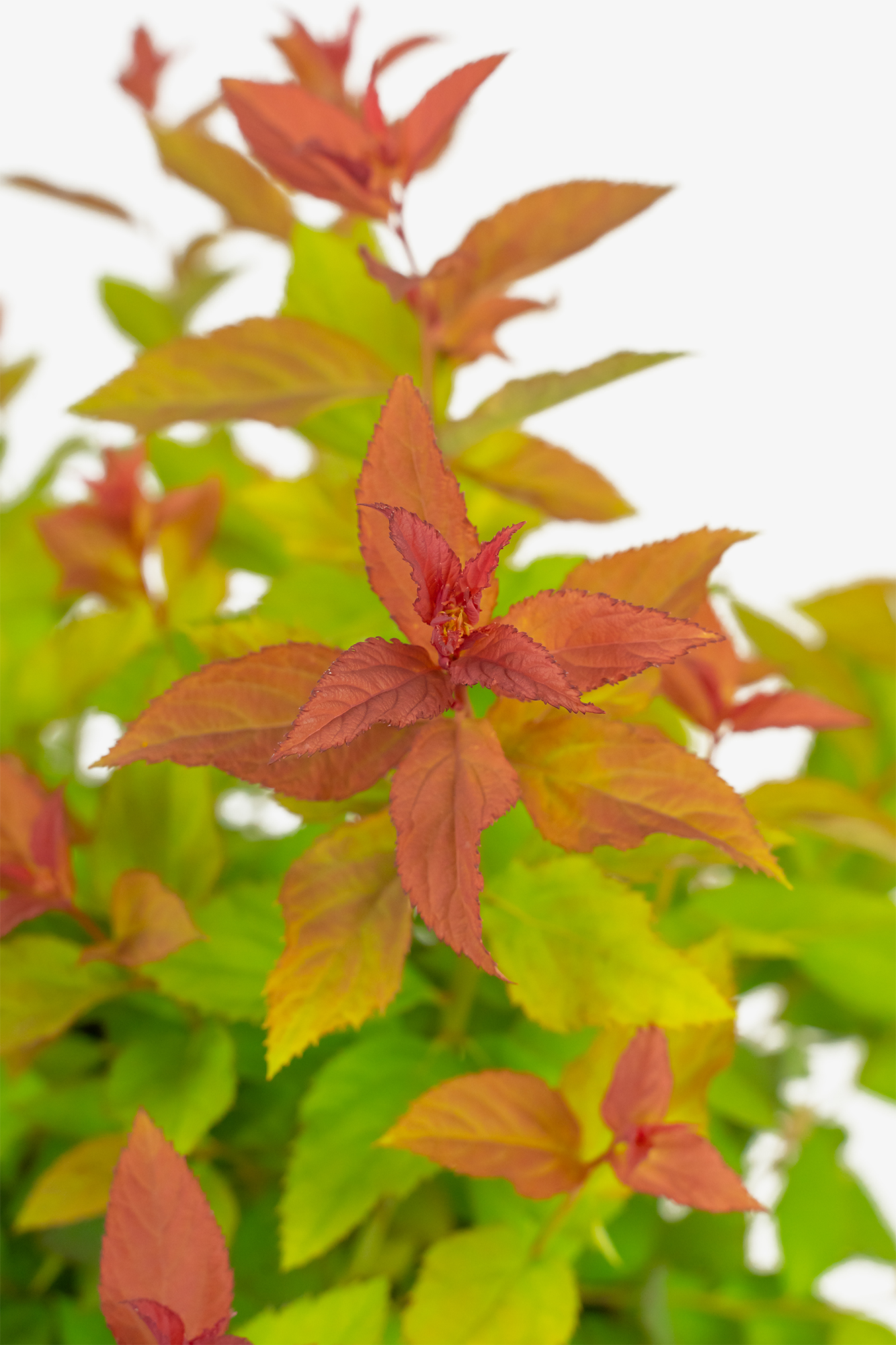Double Play Doozie® Spirea For Sale Online | The Tree Center