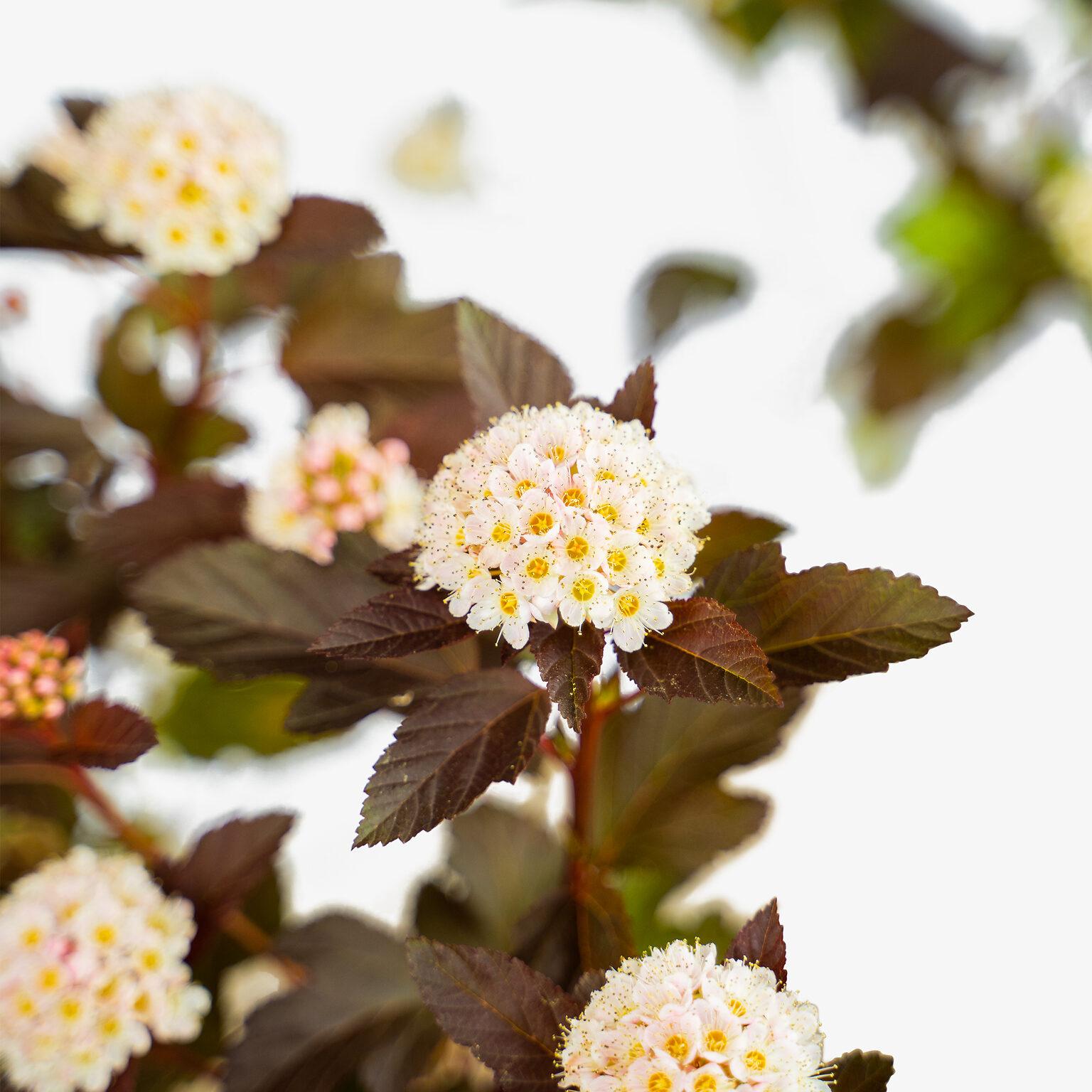 Ginger Wine® Ninebark For Sale The Tree Center