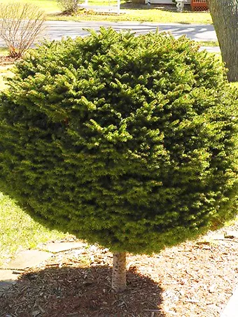 Hexenbesen Serbian Spruce - Tree Form