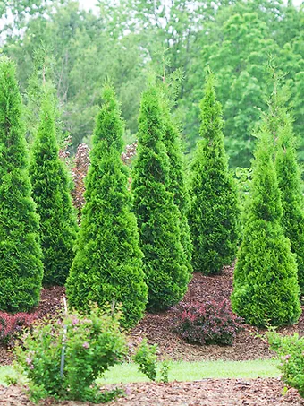 North Pole® Arborvitae