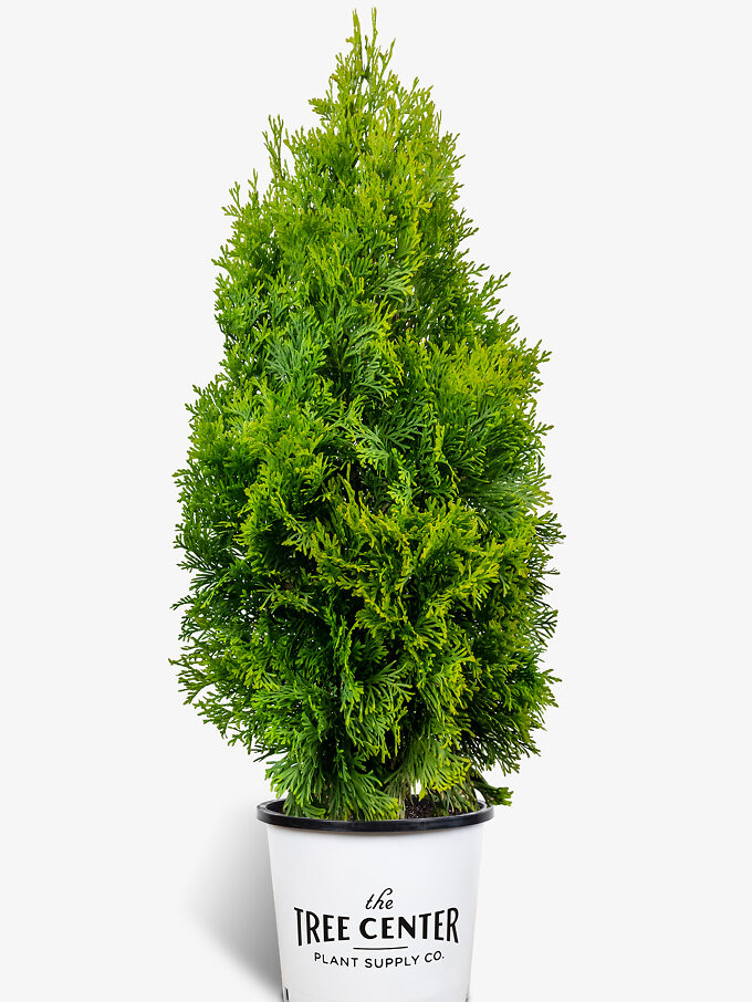 Arborvitae Trees for Sale Buy Arborvitaes Online The Tree Center