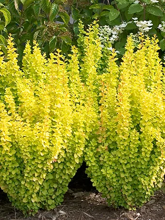 Sunjoy Gold Pillar® Barberry