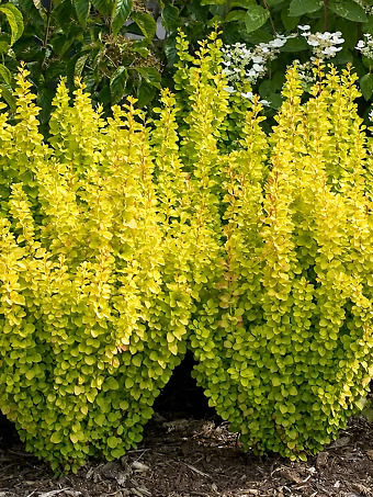 Sunjoy Gold Pillar® Barberry