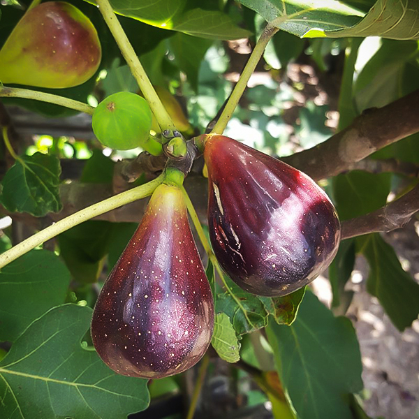 Portuguese Variety Sweet Black Fig Tree ''Black Madeira'' ~20 Top Quality Seeds