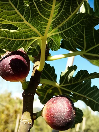 Black Italian Fig