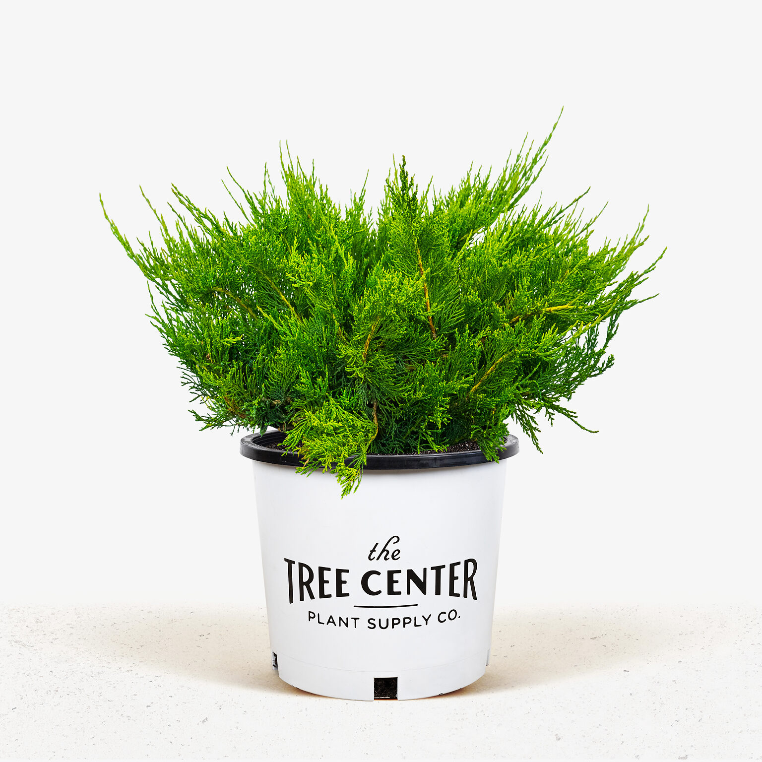 Buffalo Juniper For Sale Online The Tree Center