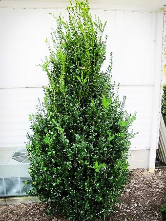 Highlander Boxwood