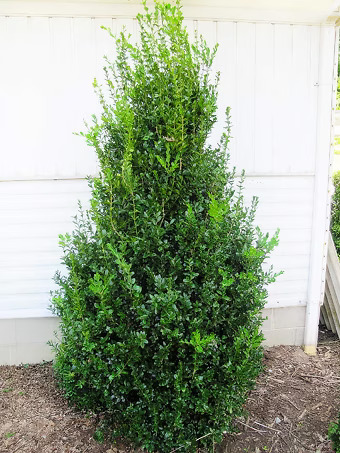 Highlander Boxwood