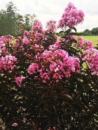 Lavender Lace™ Black Diamond® Crape Myrtle